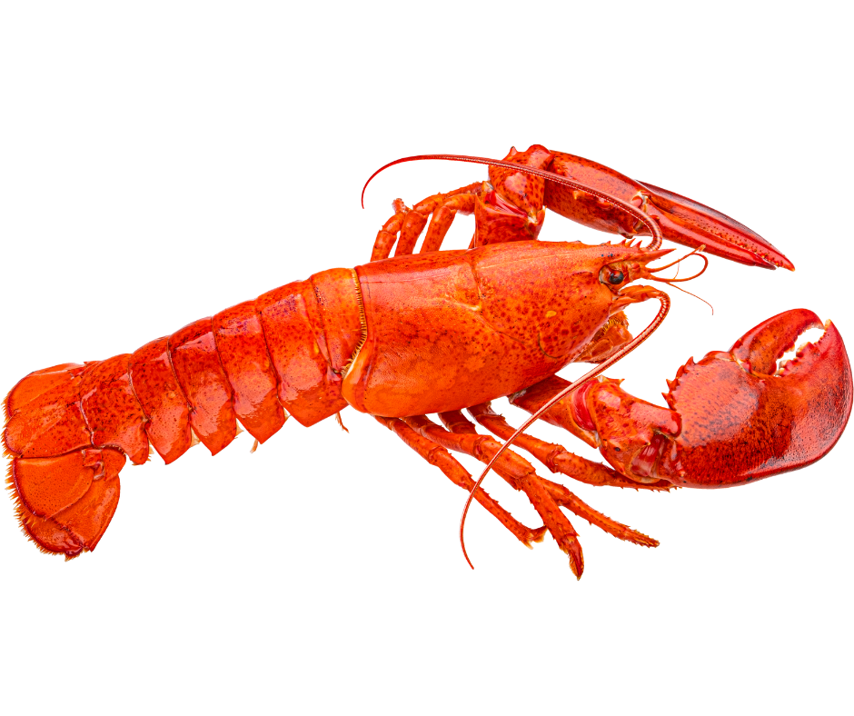 Boston Lobsters (Approx 500g)